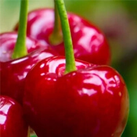 Cherry Californian - Калифорнийская Черешня